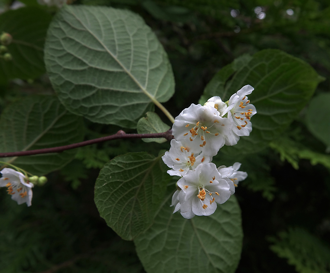 Изображение особи Actinidia kolomikta.