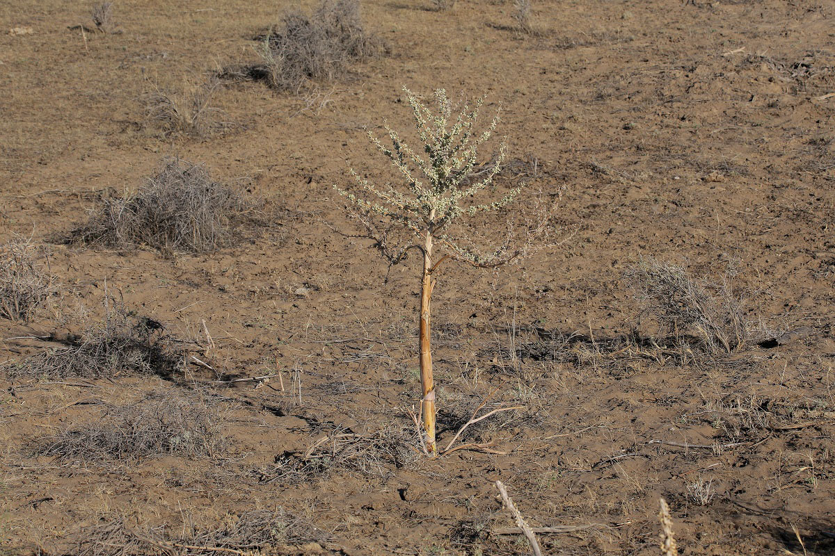 Image of Dorema sabulosum specimen.