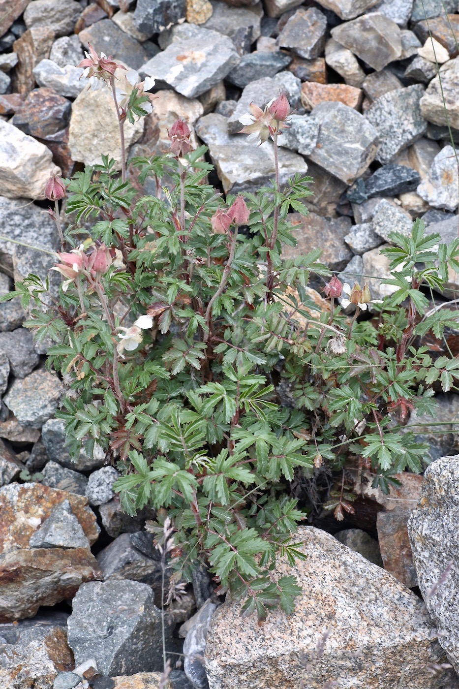 Изображение особи Farinopsis salesoviana.