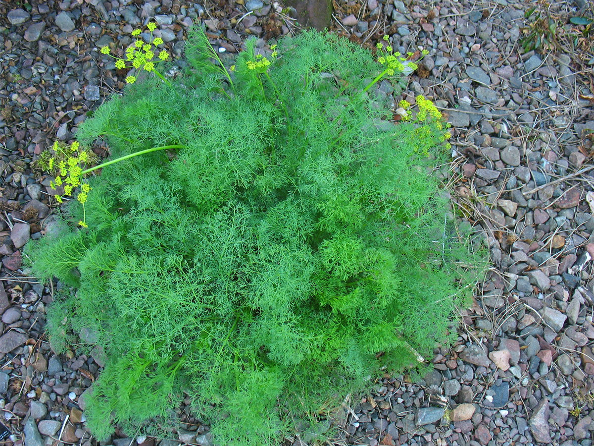 Изображение особи Lomatium grayi.