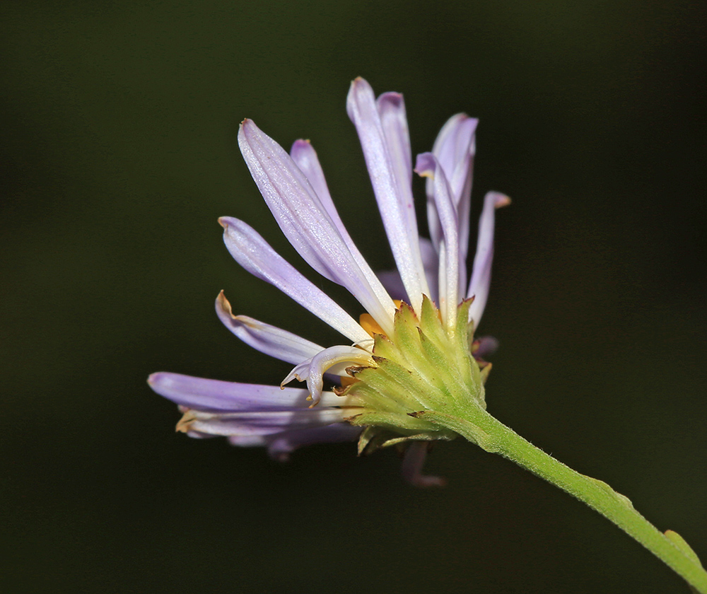 Image of Kalimeris integrifolia specimen.