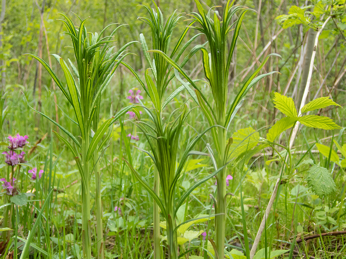 Image of Chamaenerion angustifolium specimen.