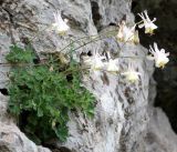 Aquilegia tianschanica