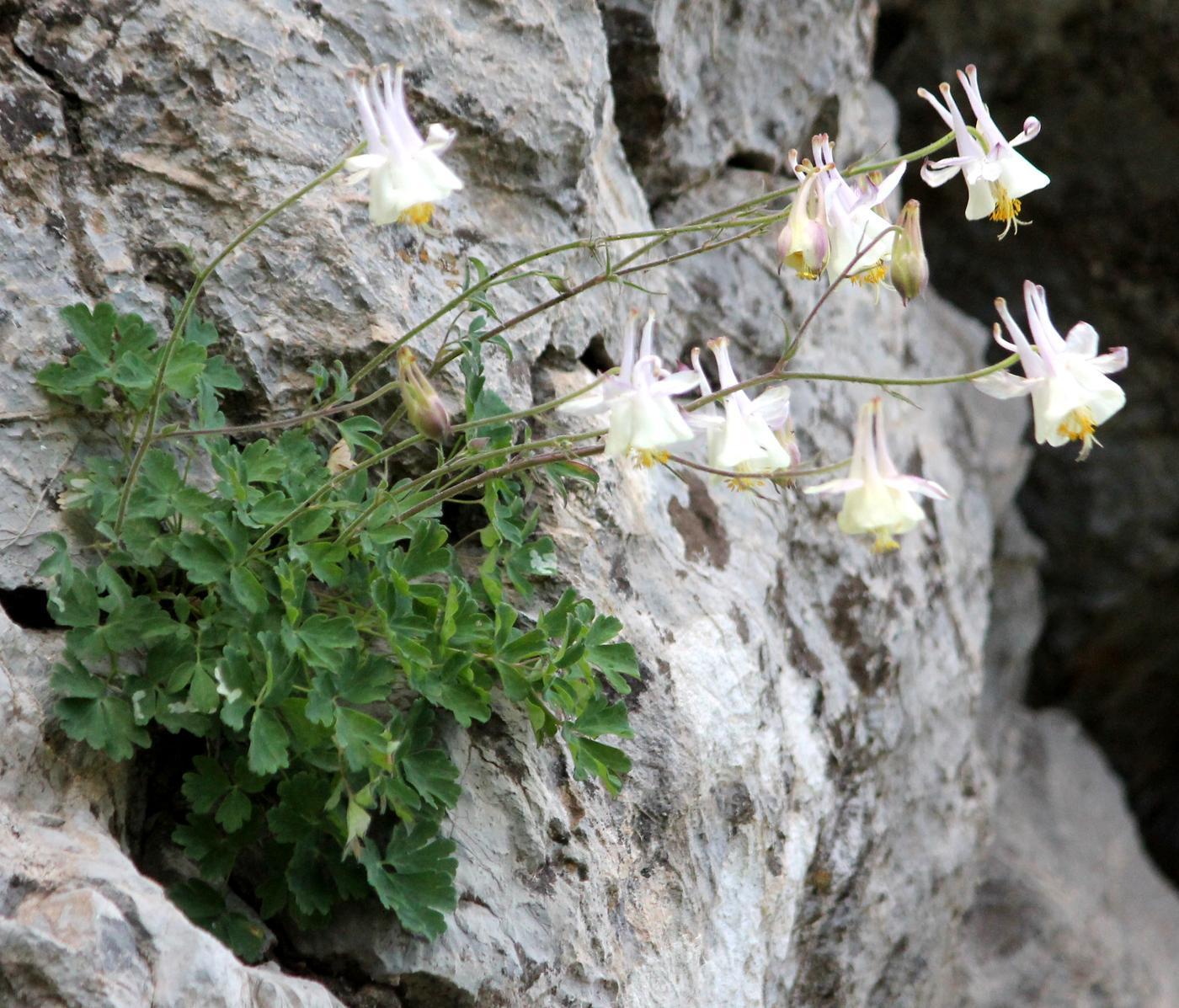 Image of Aquilegia tianschanica specimen.