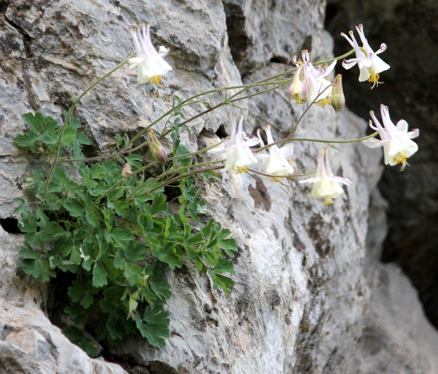 Изображение особи Aquilegia tianschanica.