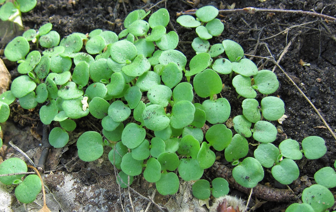 Image of Myosotis sparsiflora specimen.