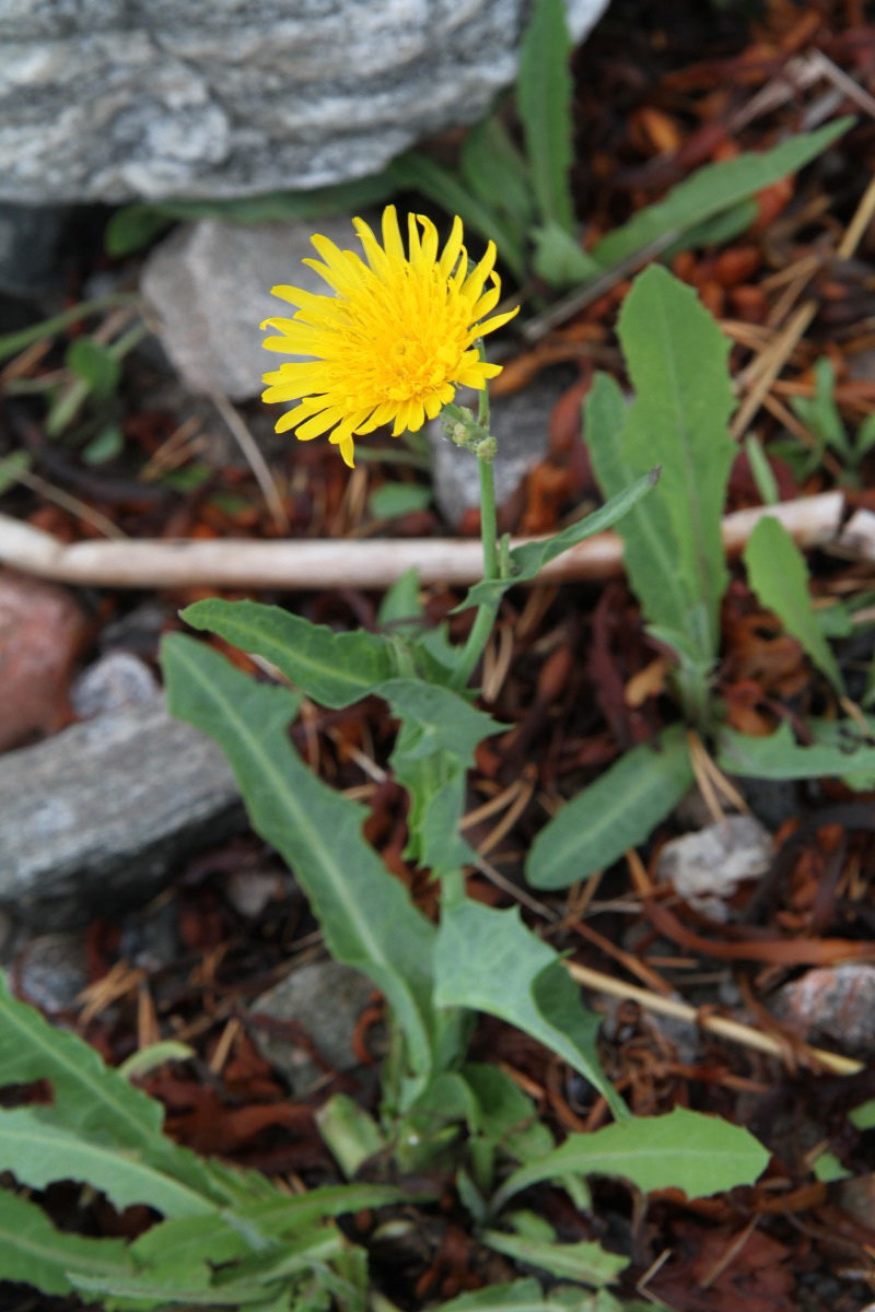 Image of Sonchus humilis specimen.