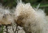 Cirsium vulgare. Соплодия. Башкортостан, Гафурийский р-н, окр. дер. Толпарово, долина р. Зилим, зарастающий луговой растительностью прибрежный галечник. 2 сентября 2020 г.