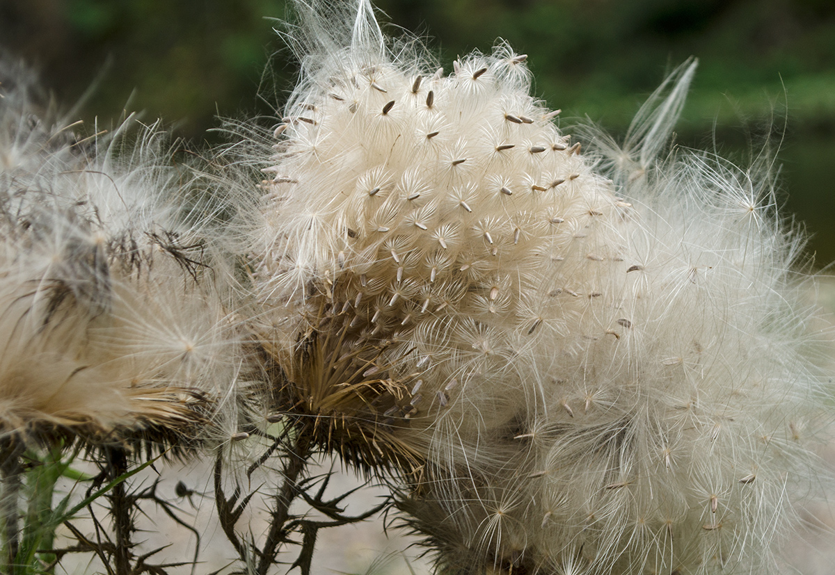 Image of Cirsium vulgare specimen.