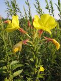 Oenothera coronifera