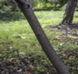 Amelanchier utahensis