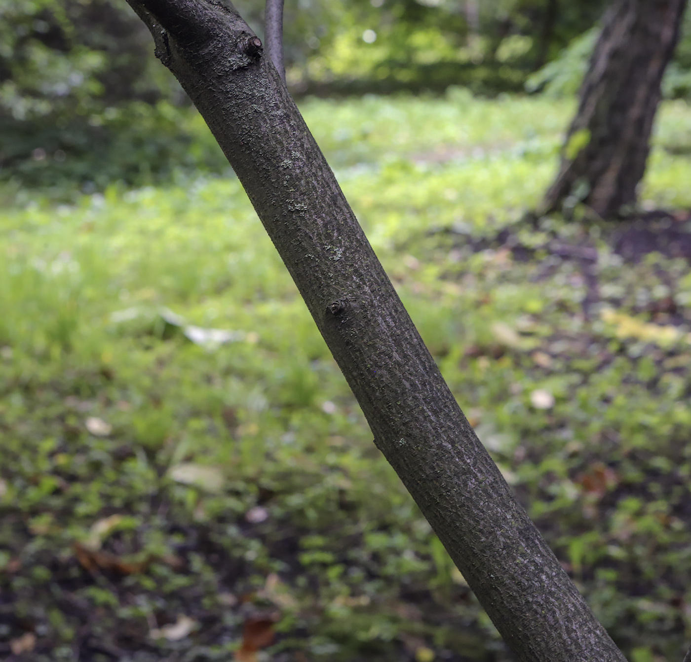 Изображение особи Amelanchier utahensis.