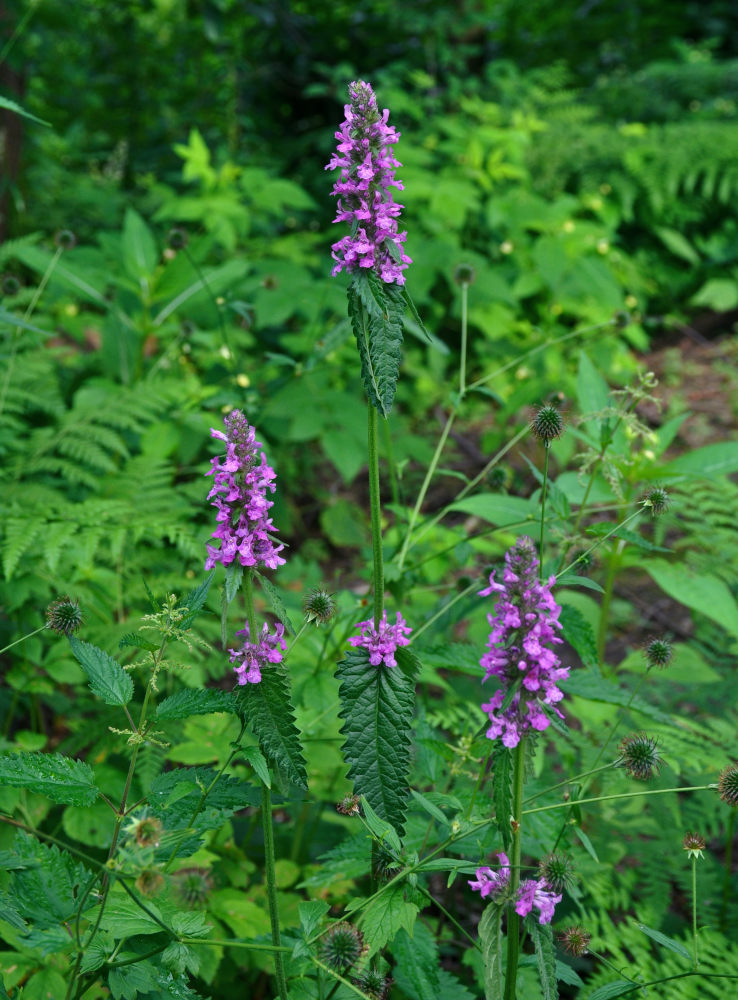 Изображение особи Betonica officinalis.