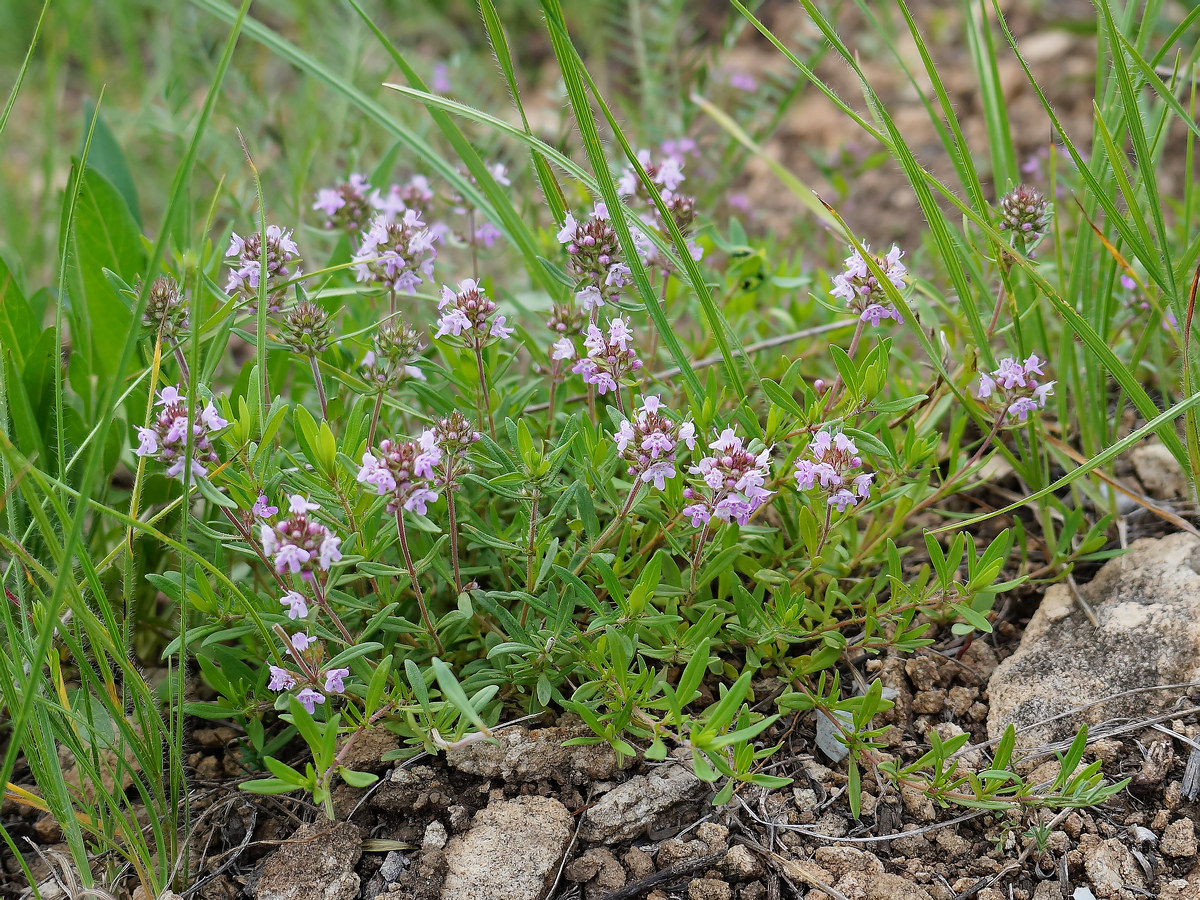 Изображение особи Thymus marschallianus.