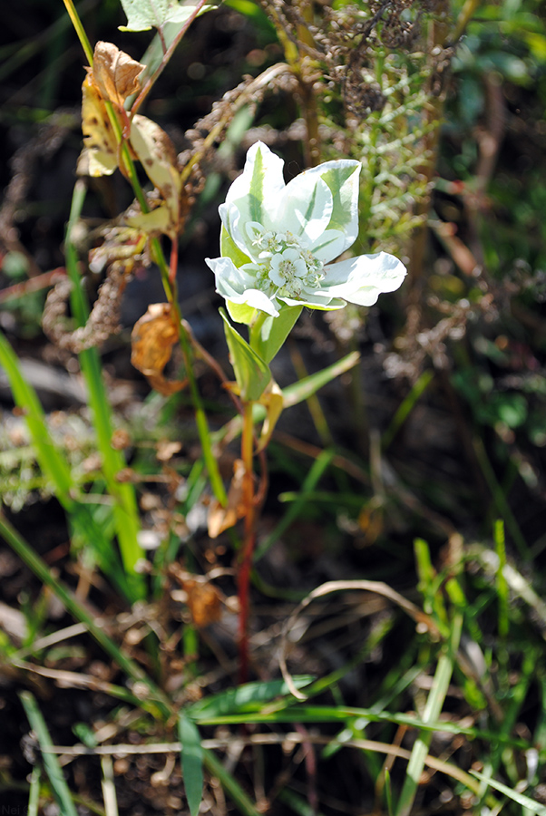 Изображение особи Euphorbia marginata.