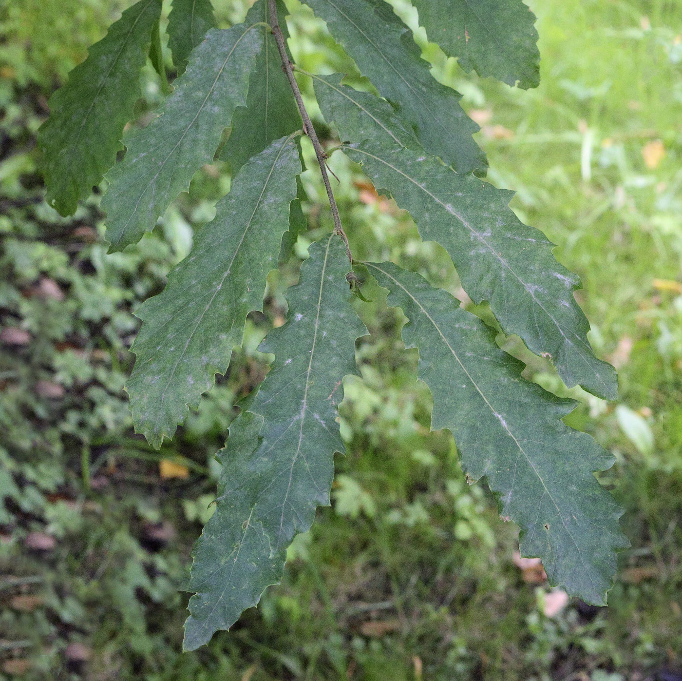 Image of Quercus castaneifolia specimen.