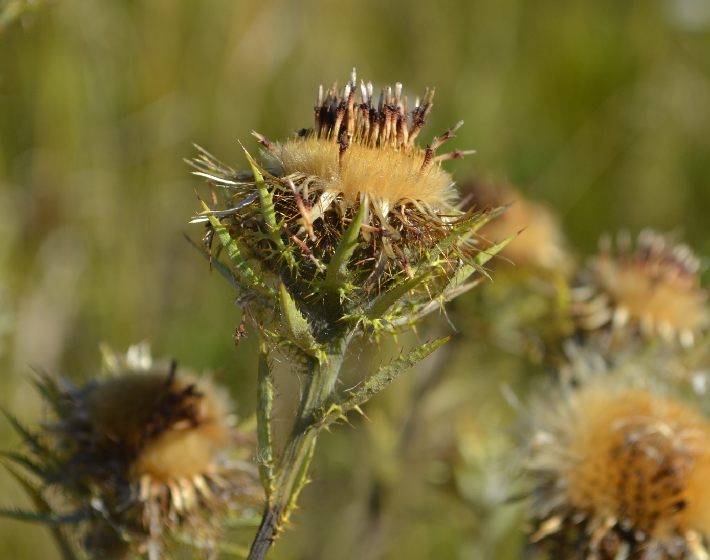 Изображение особи Carlina biebersteinii.