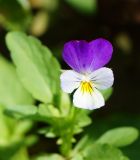 Viola wittrockiana