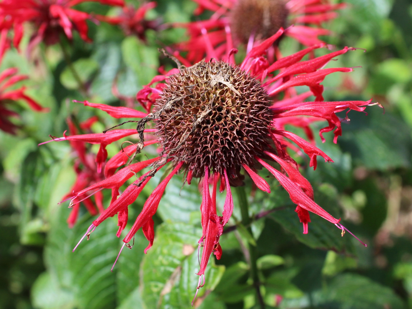 Изображение особи Monarda didyma.