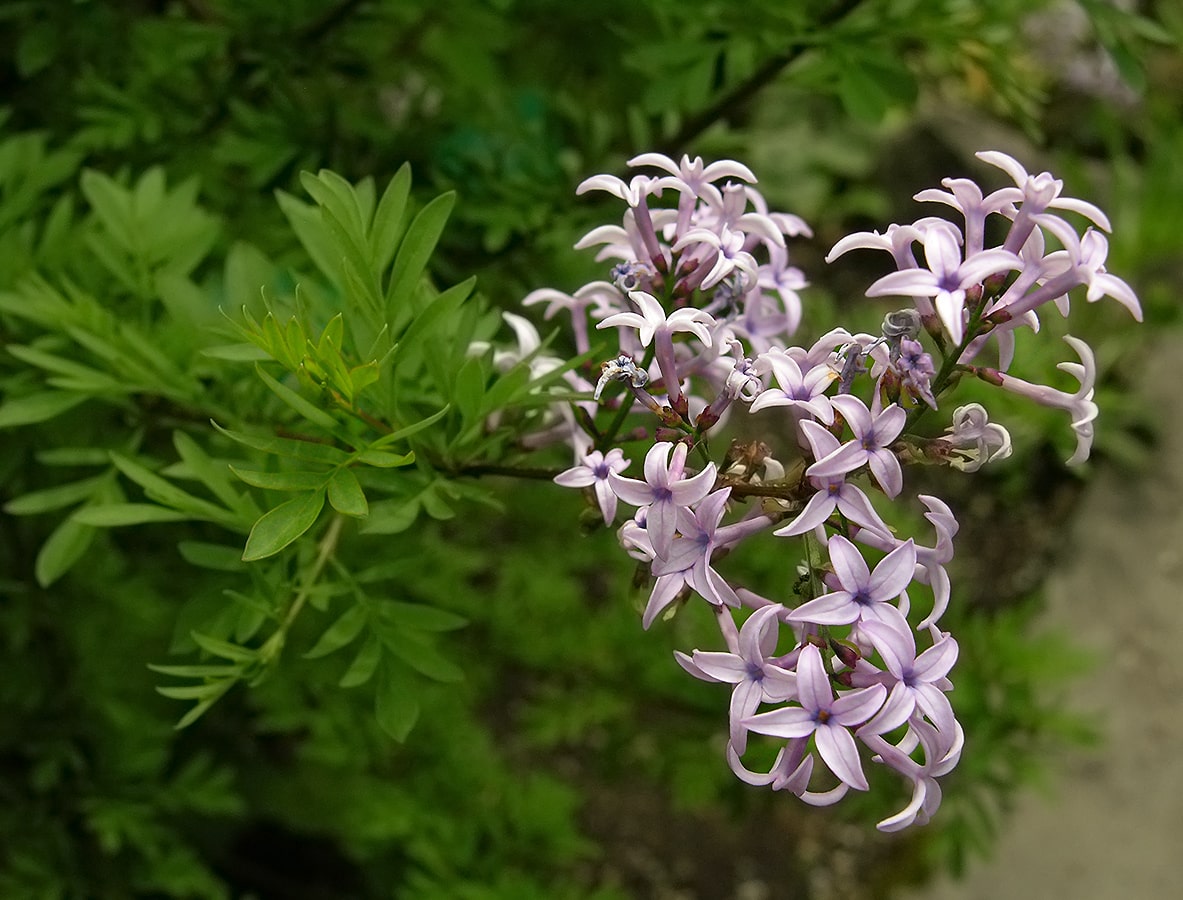 Image of Syringa protolaciniata specimen.