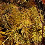 Cenolophium fischeri. Листья в осенней раскраске. Чувашия, окрестности г. Шумерля, пойма р. Сура, Дачная бокалда. 22 октября 2008 г.