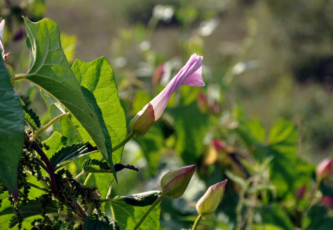 Изображение особи Calystegia spectabilis.