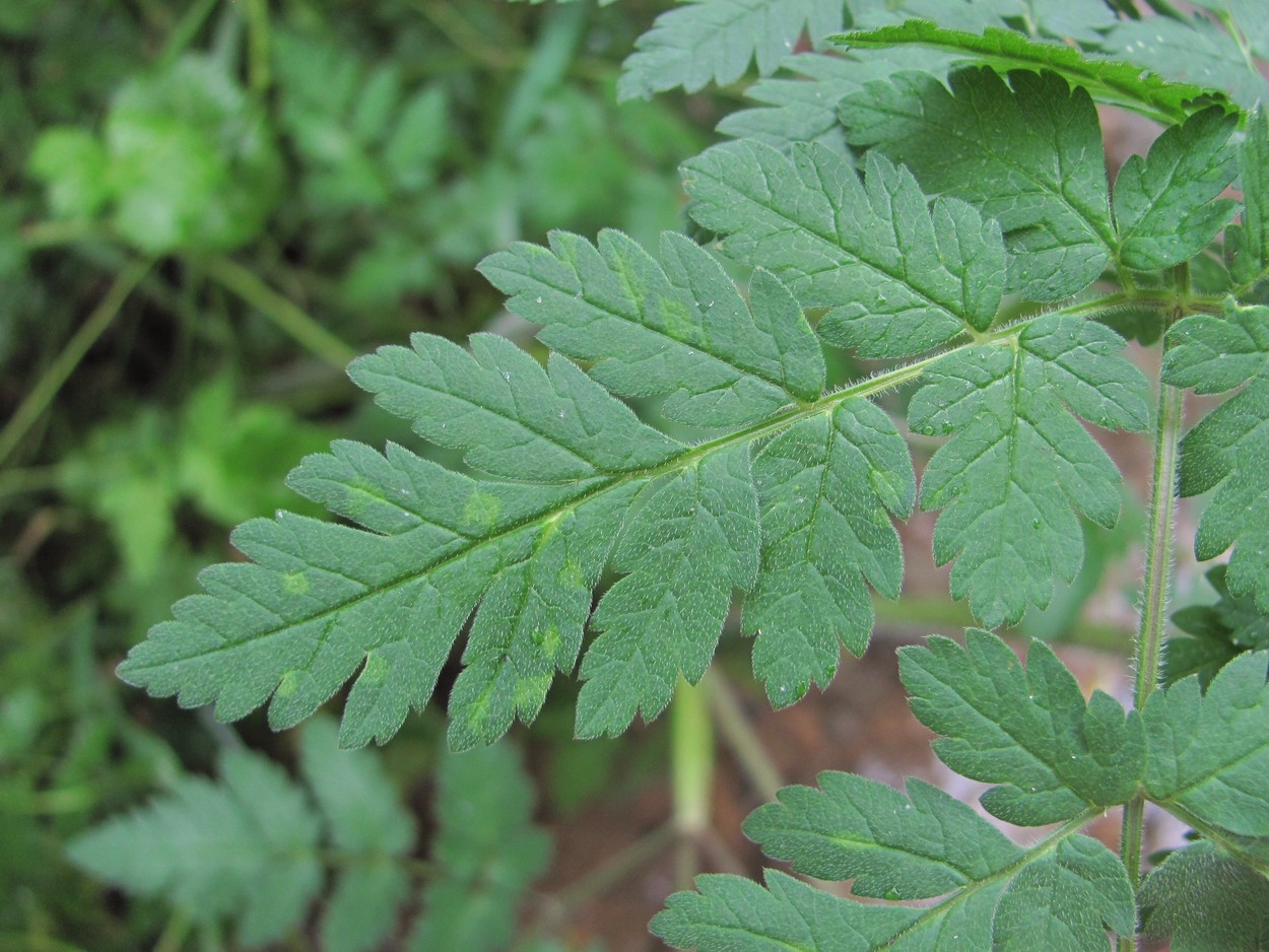 Изображение особи Chaerophyllum aureum.