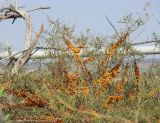 Hippophae rhamnoides. Плодоносящее растение. Краснодарский край, лесопосадка на дамбе между Ханским озером и Ясенским заливом Азовского моря. 27.09.2010.