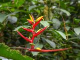 Heliconia subulata. Соцветие с цветками и созревающими плодами. Перу, регион Куско, провинция Урубамба, Mariposario de Machu Picchu. 19.10.2019.