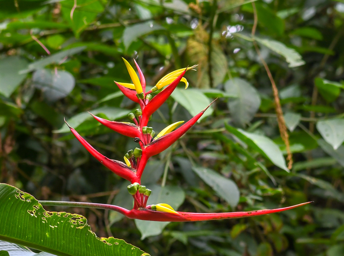 Image of Heliconia subulata specimen.