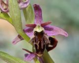 Ophrys × aghemanii. Цветок (гибрид Ophrys mammosa subsp. caucasica Woronow ex Grossh. и Ophrys oestrifera M. Bieb.). Краснодарский край, м/о город-курорт Анапа, окр. с. Большой Утриш, можжевеловый лес. 3 мая 2021 г.