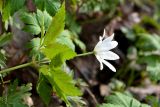 Anemone altaica