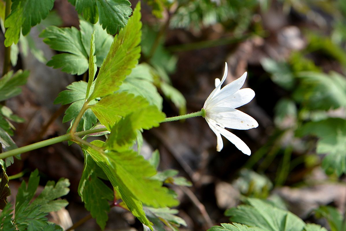 Изображение особи Anemone altaica.