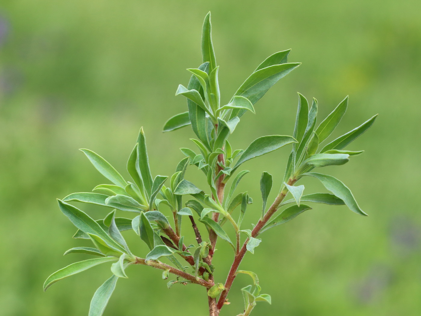 Изображение особи Linum czernjajevii.