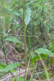 Saussurea alpina. Средняя часть побега. Мурманская обл., Кандалакшский р-н, Княжегубское вдхр., берег оз. Нотозеро, опушка хвойного леса. 22.07.2020.