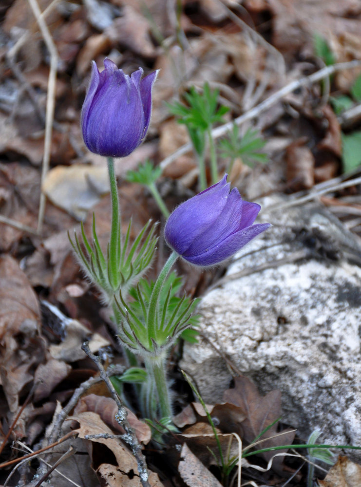 Изображение особи Pulsatilla patens.