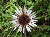 Carlina acaulis