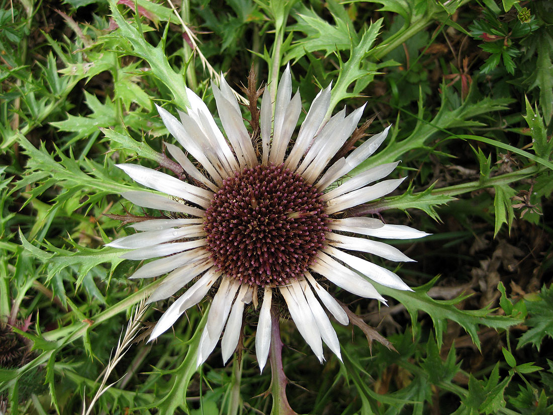 Изображение особи Carlina acaulis.