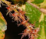 Acalypha wilkesiana