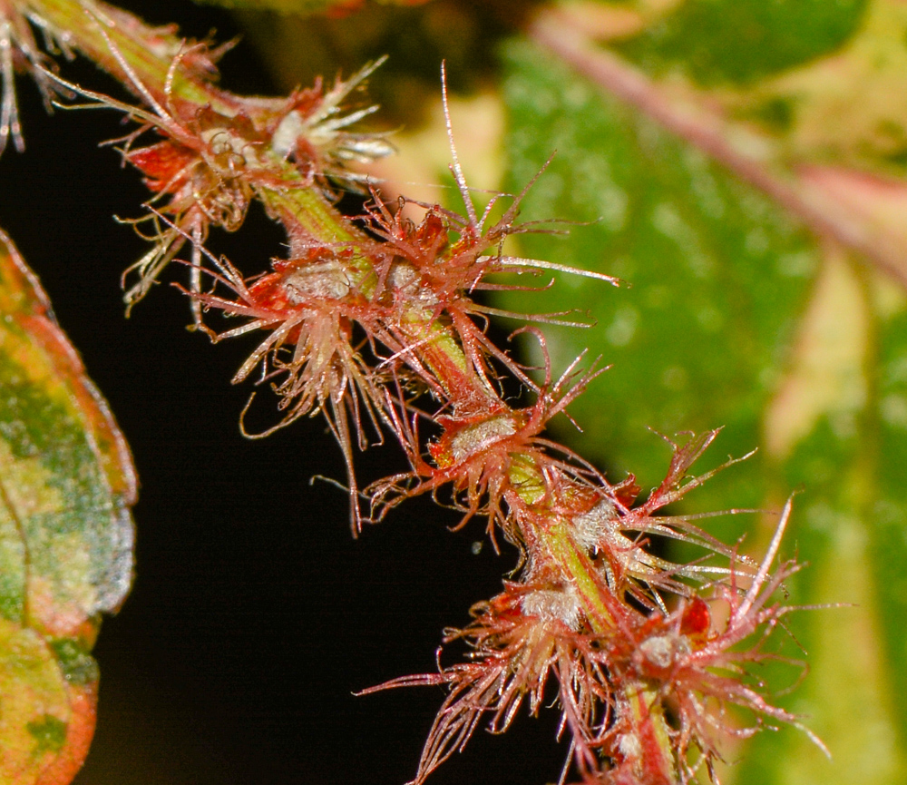 Image of Acalypha wilkesiana specimen.