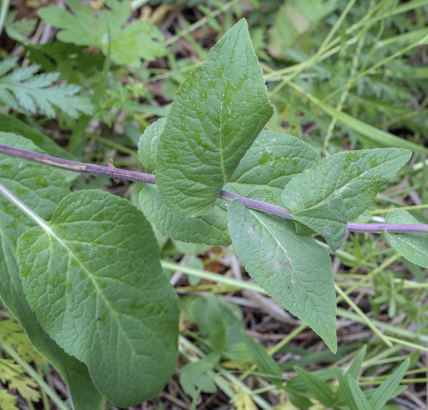 Image of Campanula bononiensis specimen.