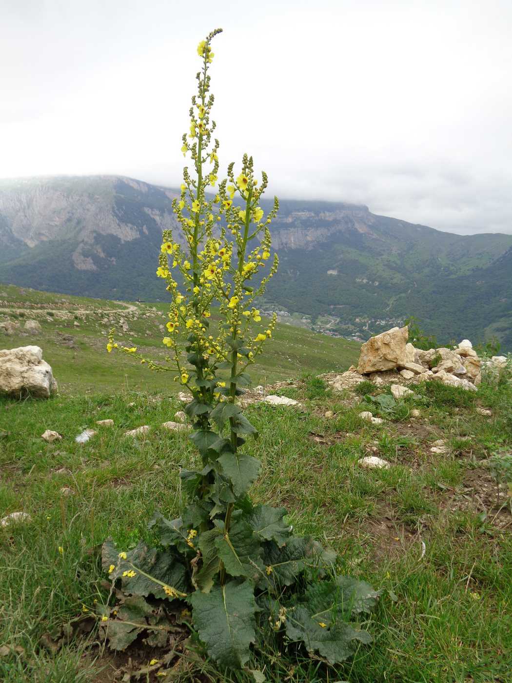 Изображение особи Verbascum pyramidatum.