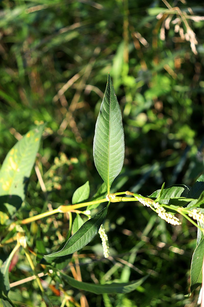 Изображение особи Persicaria lapathifolia.