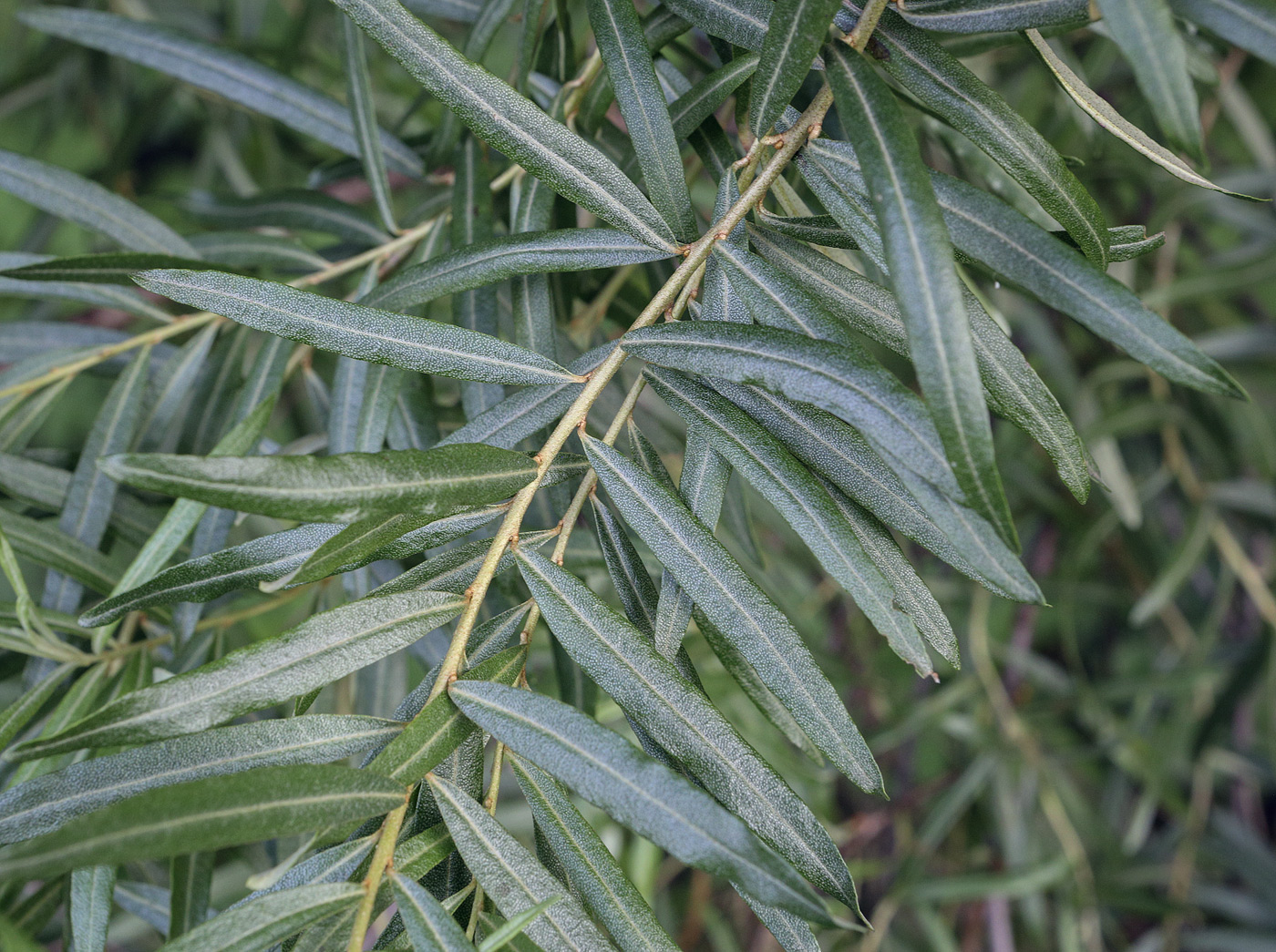 Image of Hippophae rhamnoides specimen.