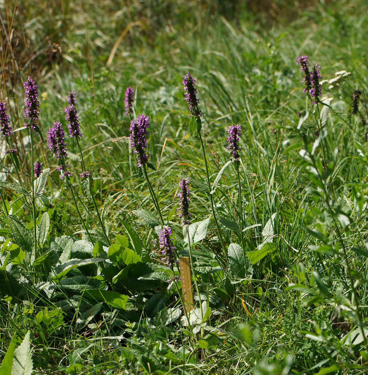 Изображение особи Betonica officinalis.