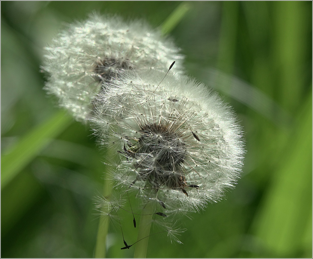 Изображение особи Taraxacum officinale.