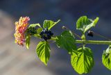 Lantana camara