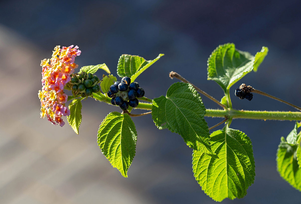 Изображение особи Lantana camara.