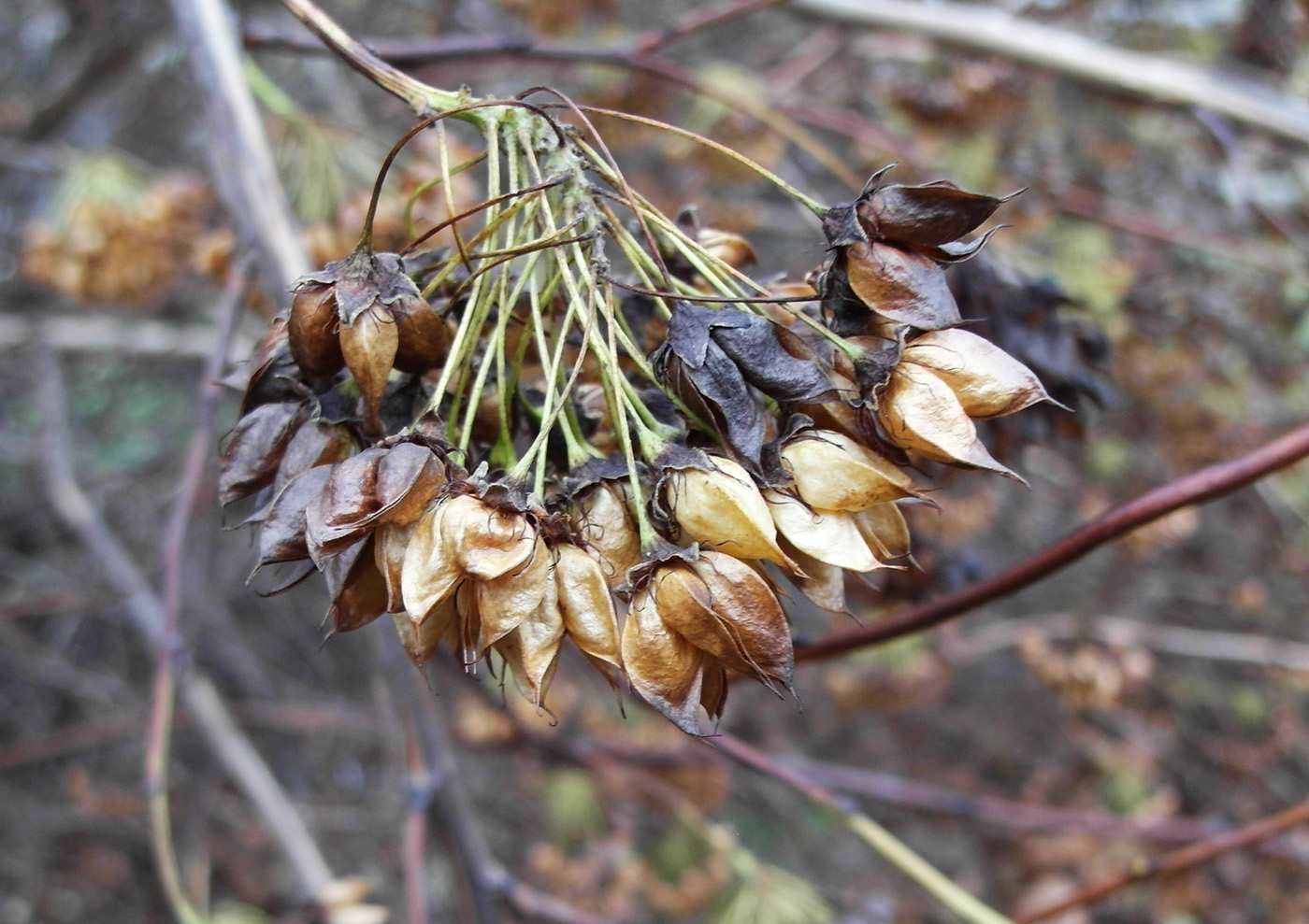 Image of Physocarpus opulifolius specimen.