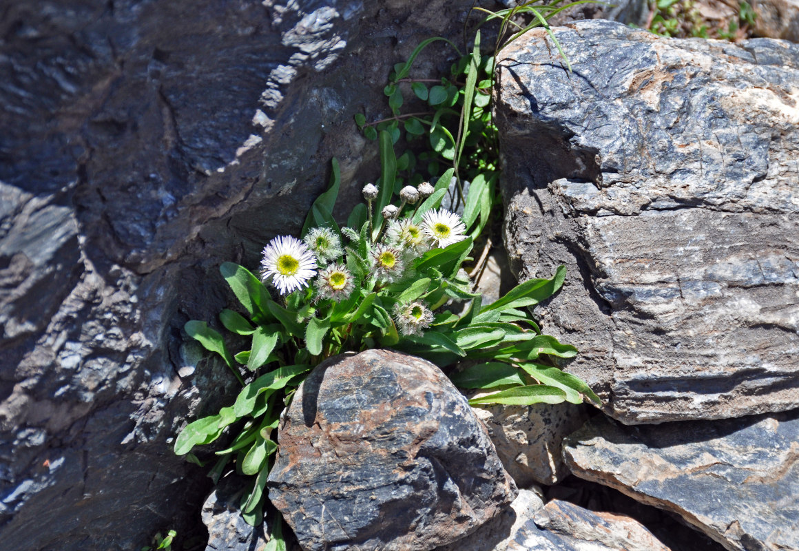 Image of Erigeron eriocalyx specimen.